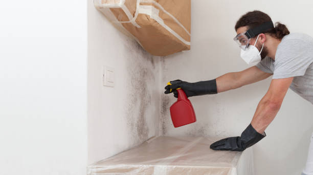 Professional Basement Mold Removal technician working in Morristown, TN