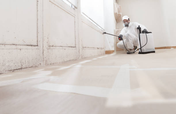 24/7 Emergency Basement Mold Removal experts in Morristown, TN