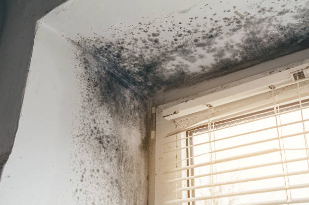 Affordable Basement Mold Removal solutions in Morristown, TN