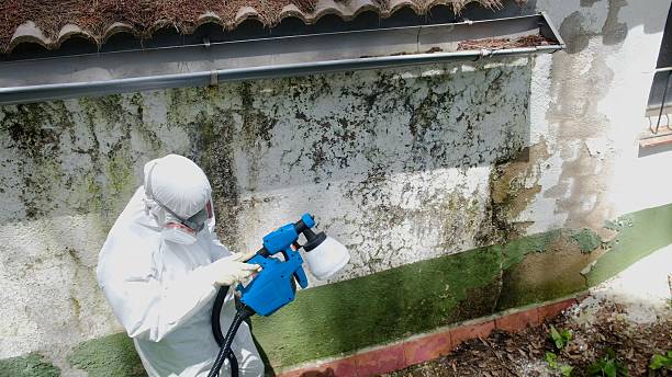 Top rated local Basement Mold Removal specialists in Morristown, TN